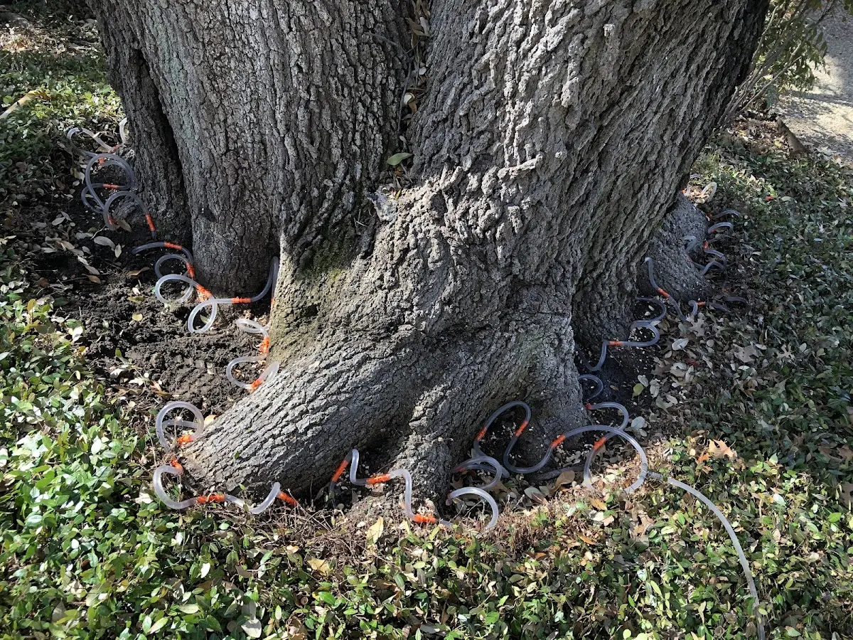 Detailed Tree Cabling and Bracing job site in Saint Louisville