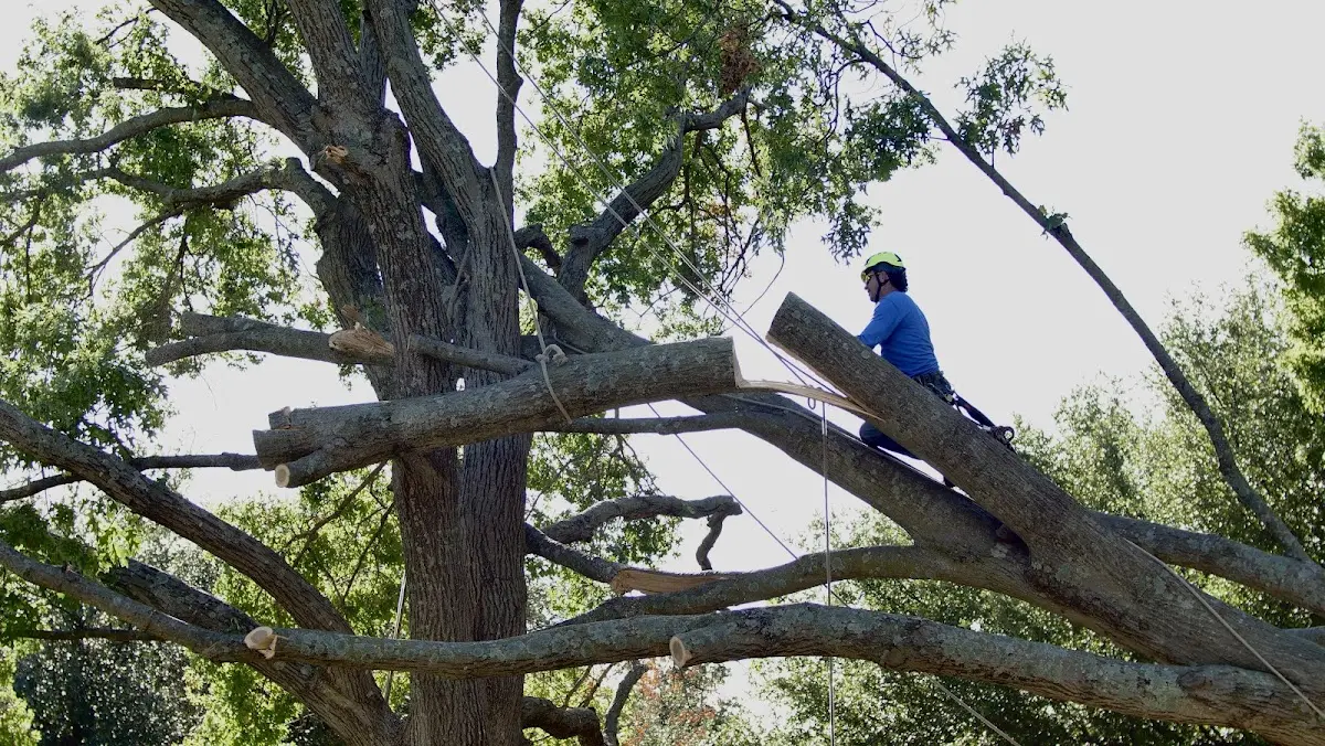 Professional Crown Thinning performed by certified arborists in Saint Louisville