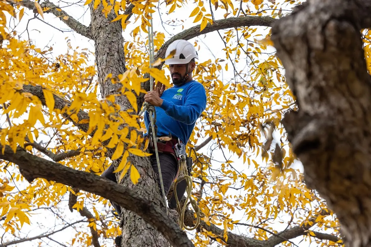 Skilled Tree Pruning crew working in Saint Louisville
